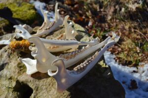 obřad uctění zimy